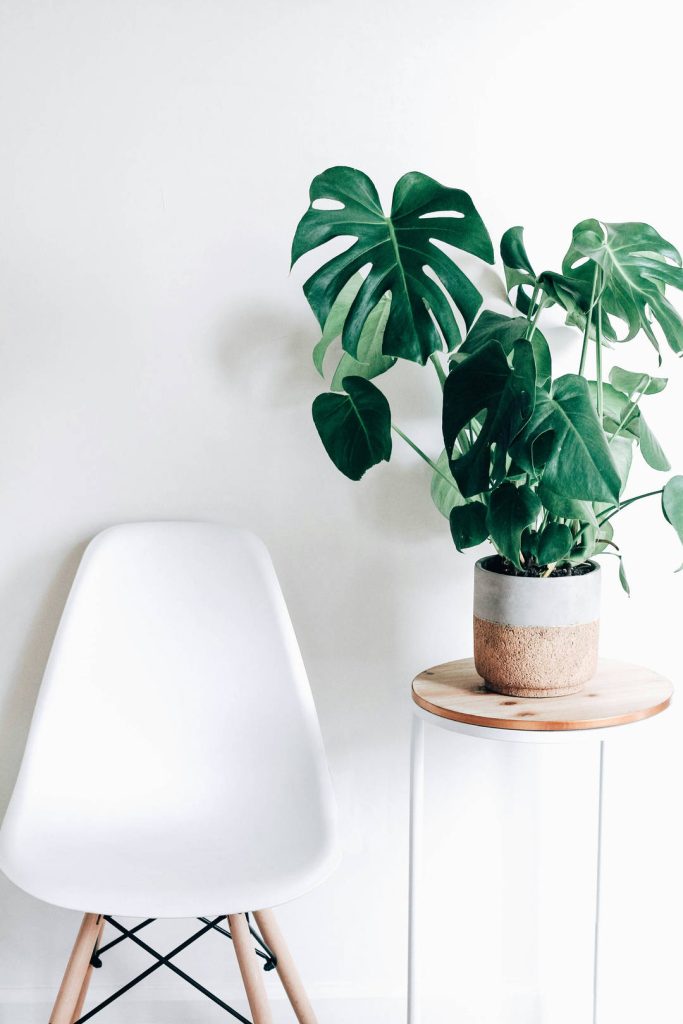 pianta finta di monstera per arredare