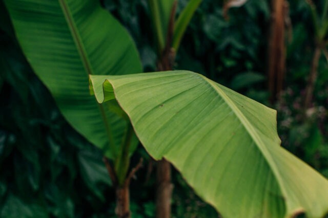 Musa Basjoo