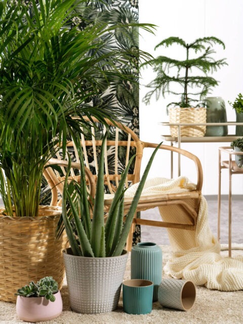 Composizione di vasi per il tuo giardino domestico