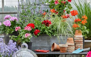 Accessori vintage per giardino